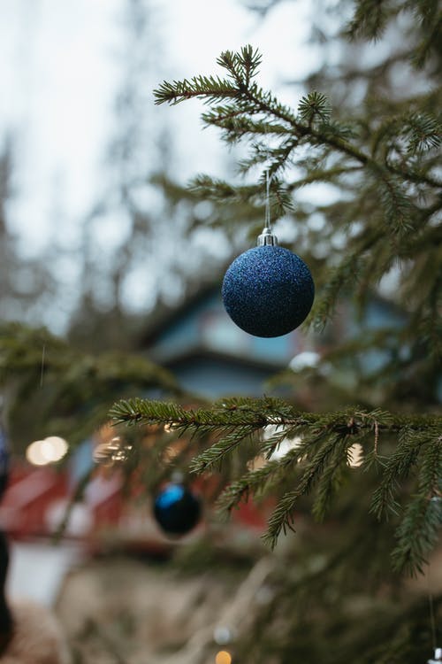 有关冷杉, 圣诞季节, 垂直拍摄的免费素材图片