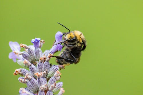 有关天性, 微妙, 微距拍摄的免费素材图片