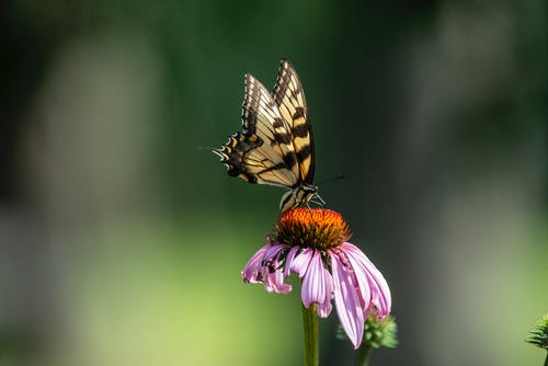 有关凤头凤蝶, 微妙, 昆蟲的免费素材图片