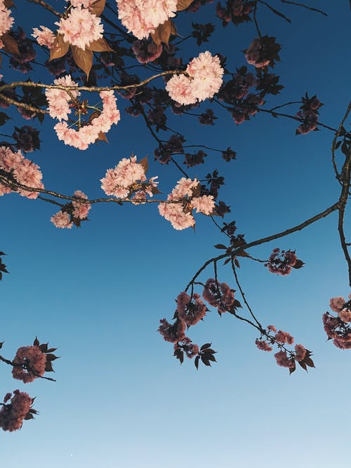 蓝蓝的天空下的白色樱花树 · 免费素材图片