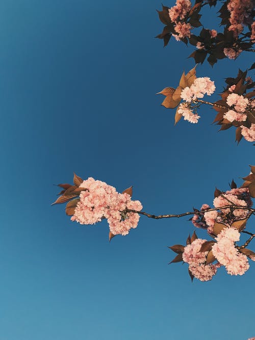 蓝蓝的天空下的白色和棕色花 · 免费素材图片