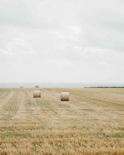 白色的天空下的棕色草田 · 免费素材图片