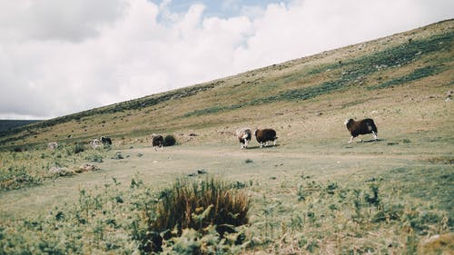 有关一群动物, 乾的, 全景的免费素材图片