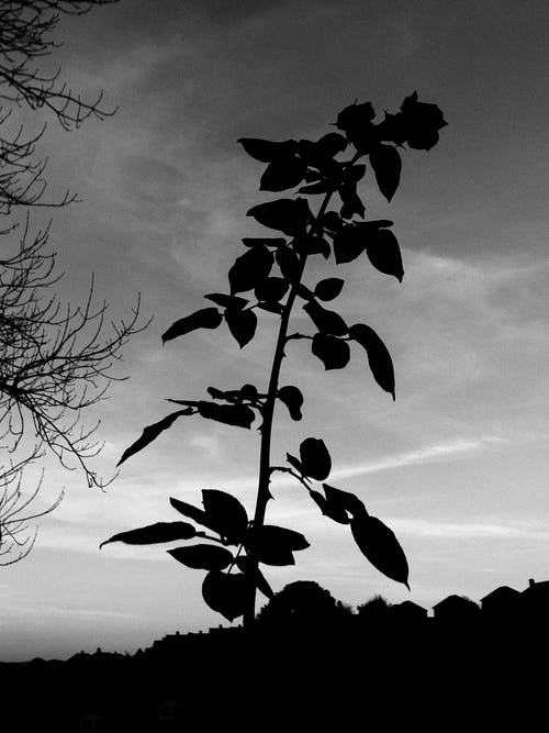 有关bw, 从下面, 低角度的免费素材图片