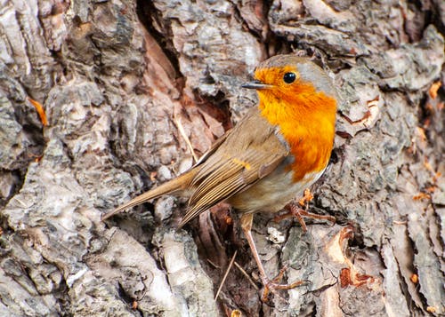 有关動物, 小, 欧洲知更鸟的免费素材图片