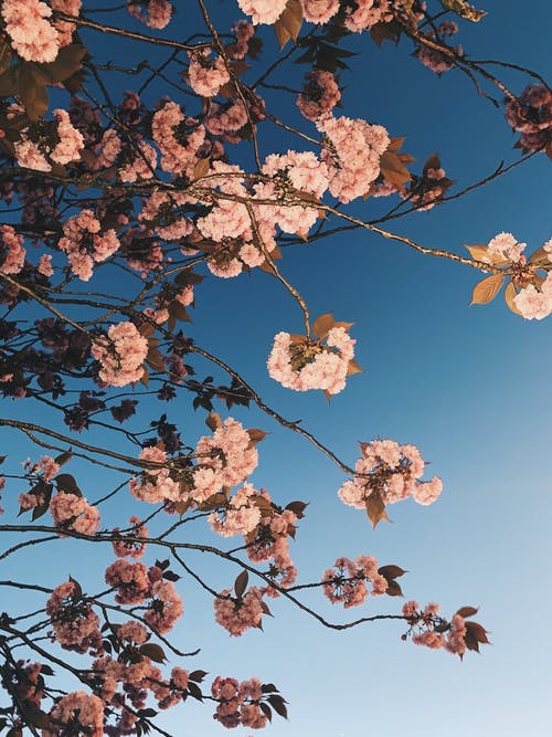 蓝天下的白色樱花 · 免费素材图片