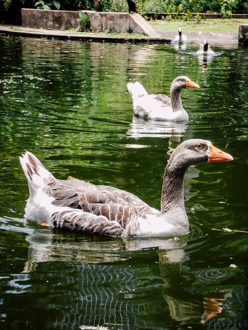 有关划桨, 动物摄影, 垂直拍摄的免费素材图片