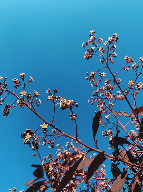 蓝蓝的天空下的粉红樱花 · 免费素材图片