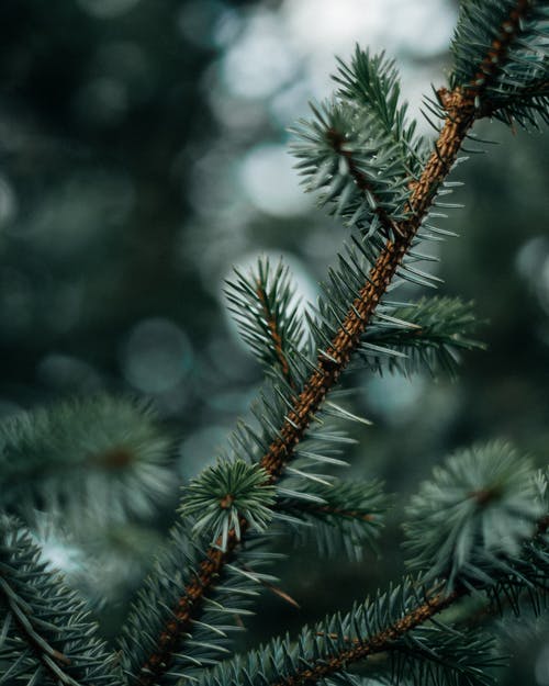 绿树与雪 · 免费素材图片