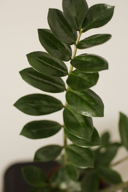 有关单子叶植物, 国内, 垂直拍摄的免费素材图片