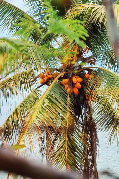 有关垂直拍摄, 天性, 棕榈树的免费素材图片