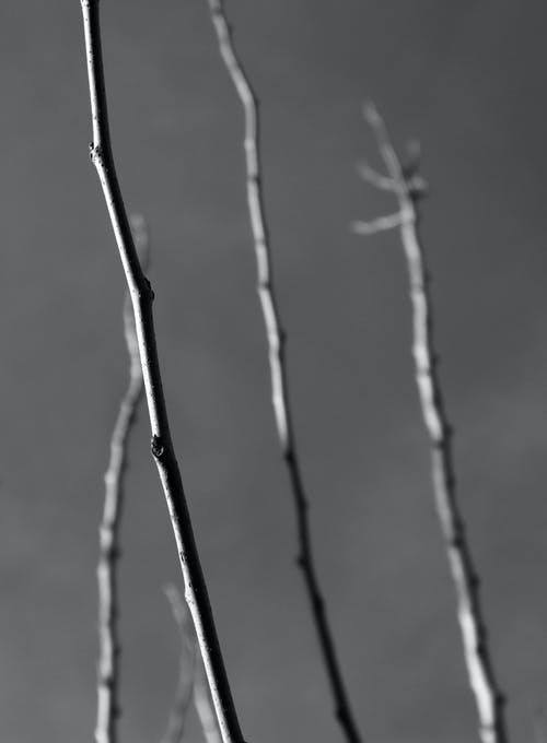 有关单色, 垂直拍摄, 树枝的免费素材图片