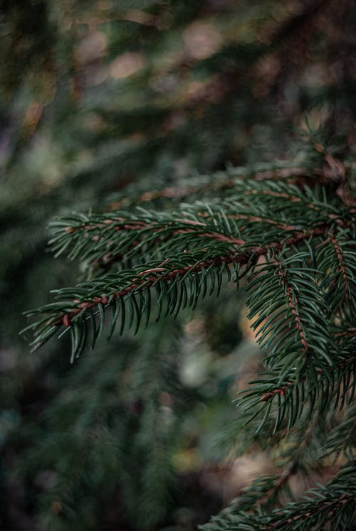 有关图案, 垂直拍摄, 天性的免费素材图片