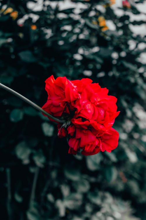 有关垂直拍摄, 增长, 天性的免费素材图片