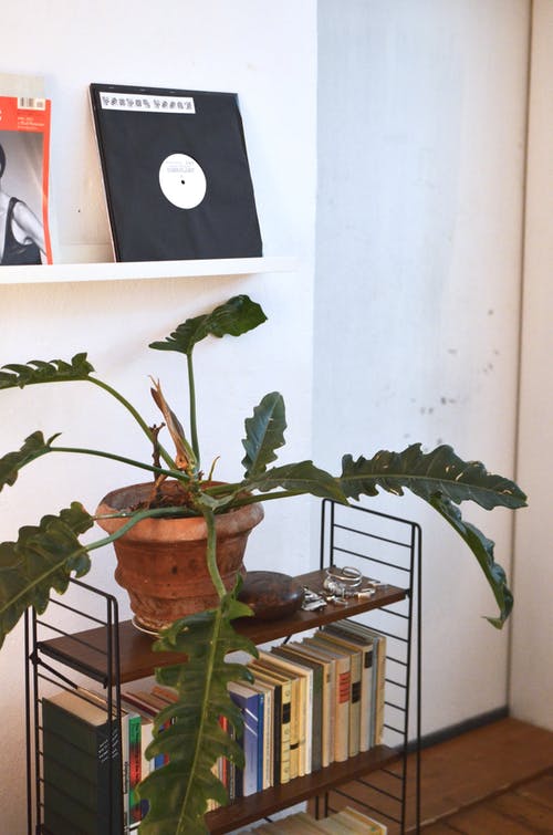 棕色煲绿色的植物 · 免费素材图片