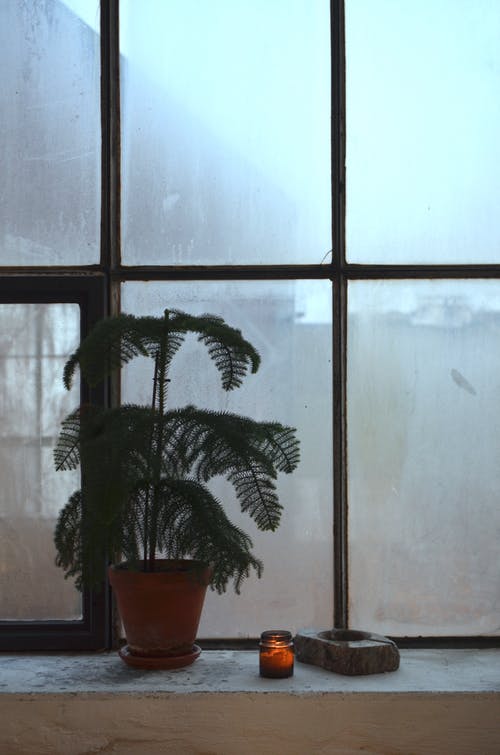 玻璃窗旁边的绿色盆栽的植物 · 免费素材图片