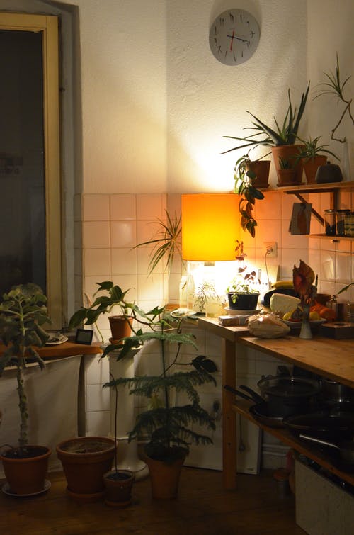 绿色的植物，棕色木制的桌子上 · 免费素材图片