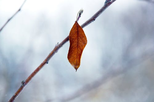 有关下落, 乾枯, 景深的免费素材图片