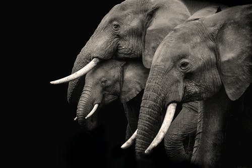 有关动物摄影, 厚皮类动物, 大象的免费素材图片