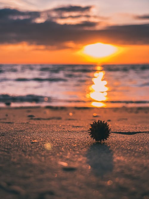 有关垂直的, 天性, 日出的免费素材图片