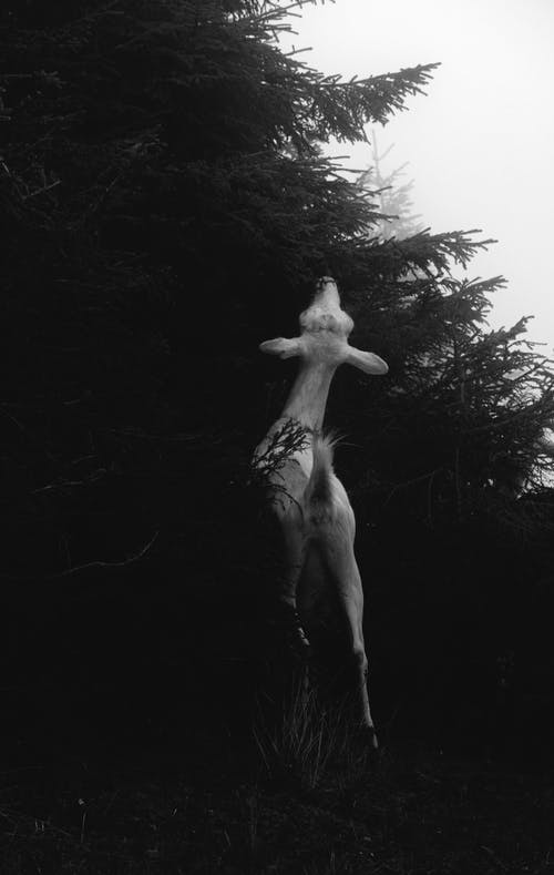 有关bw, 分公司, 动物的免费素材图片