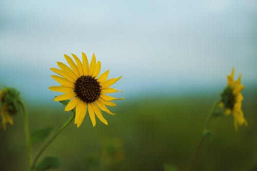 有关向日葵, 和平的, 和谐的免费素材图片