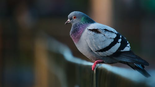 有关側面圖, 戶外, 棲息的鳥的免费素材图片