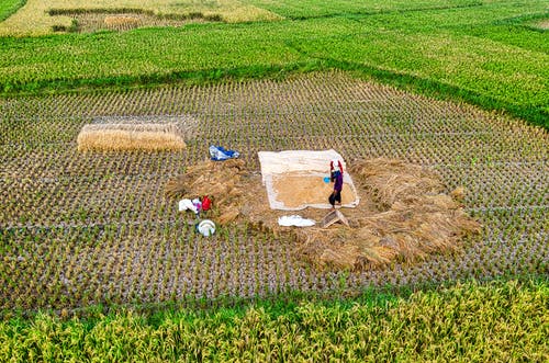 有关农事, 农家庭院, 农艺学的免费素材图片