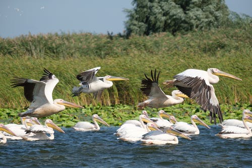 有关mahmudia, 动物摄影, 多瑙河的免费素材图片