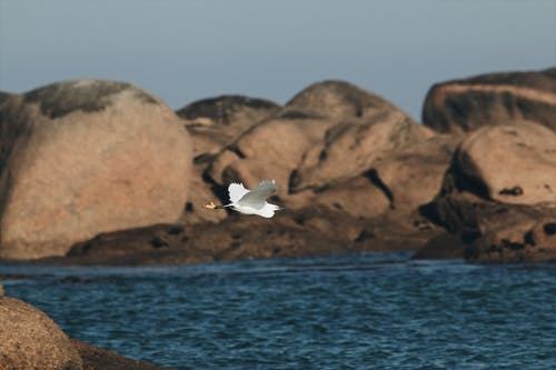 有关海, 海洋, 海鸟的免费素材图片