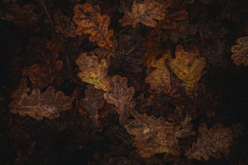 有关下落, 图案, 地面的免费素材图片