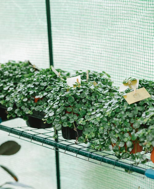 黑色金属框架上的绿色植物 · 免费素材图片