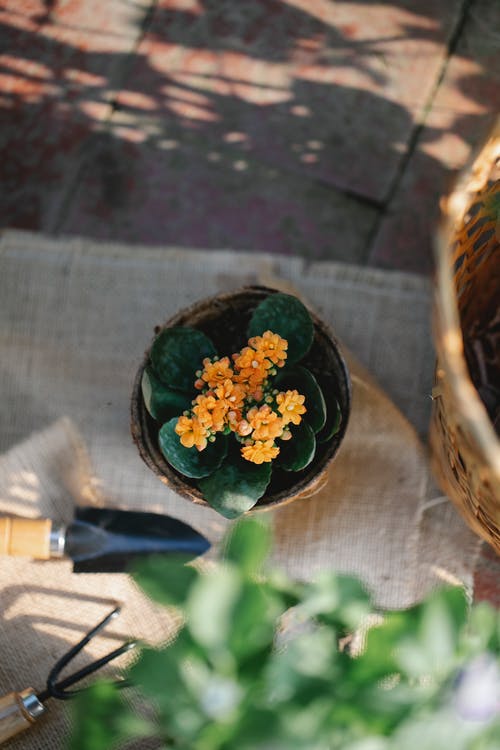 黑色圆形陶瓷碗上的橙色和绿色花 · 免费素材图片