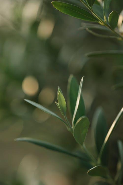 绿色的植物，在微距拍摄 · 免费素材图片