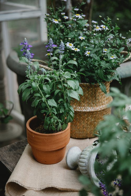 绿色和紫色的花，在棕色煲 · 免费素材图片