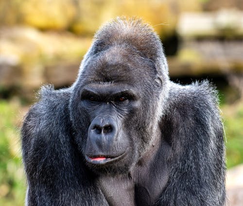 有关伟大的猿, 动物摄影, 动物肖像的免费素材图片