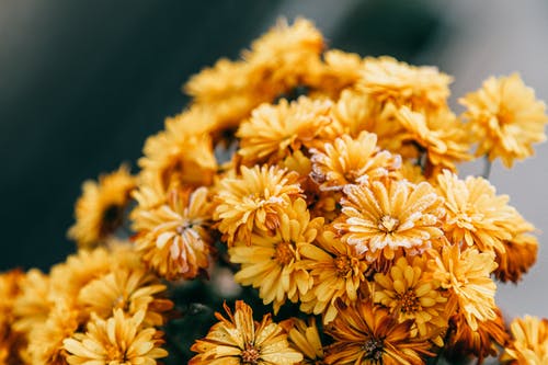 有关chrysanth, 公园, 味道的免费素材图片
