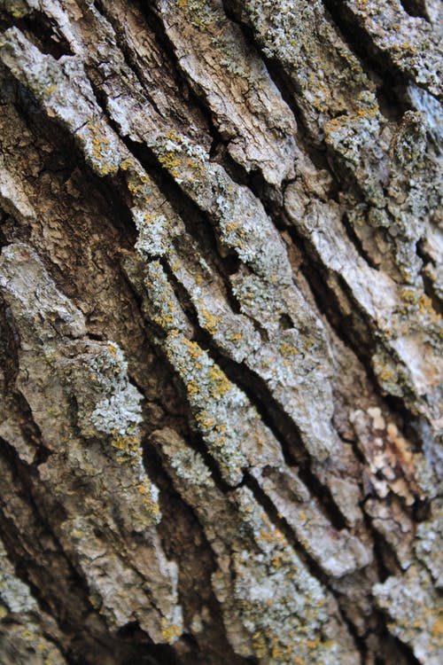 有关乾的, 吠, 垂直拍摄的免费素材图片