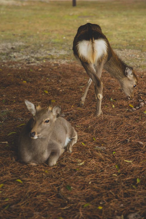 棕色和白色的鹿，在草地上 · 免费素材图片