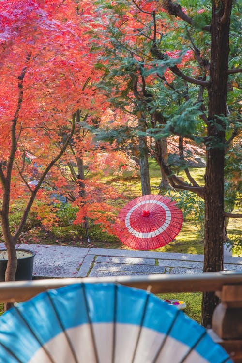 有关下落, 公园, 创作的的免费素材图片