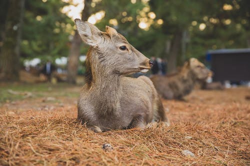 棕色的草地上的棕色鹿 · 免费素材图片