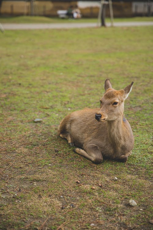 绿草地上的棕色鹿 · 免费素材图片