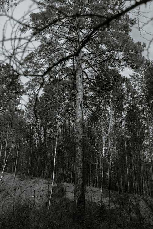 有关单色, 垂直拍摄, 天性的免费素材图片