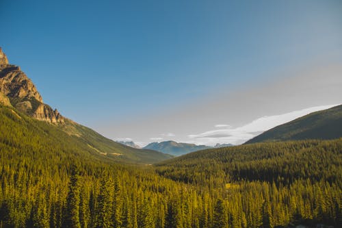 有关冷杉, 地平线, 增长的免费素材图片