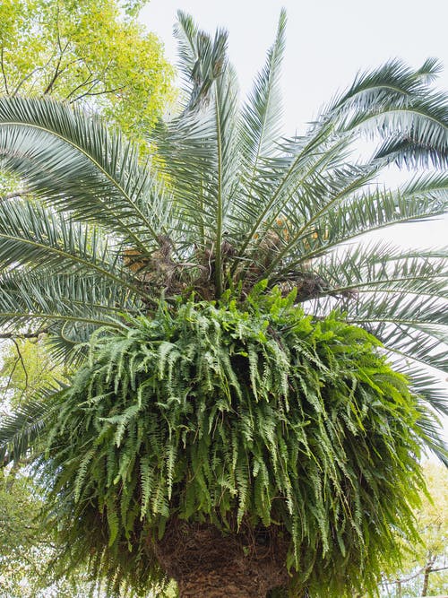 绿色的棕榈树 · 免费素材图片