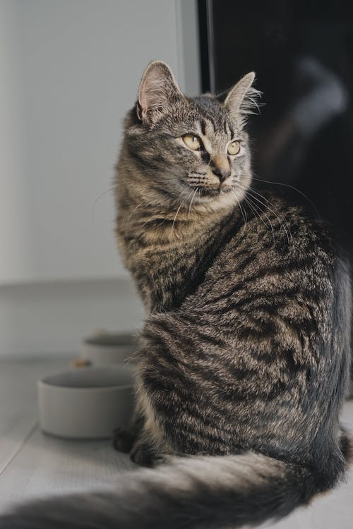 有关动物, 可爱, 可爱的的免费素材图片