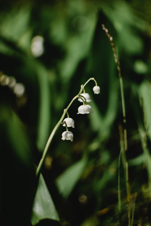 移轴镜头中的白花蕾 · 免费素材图片