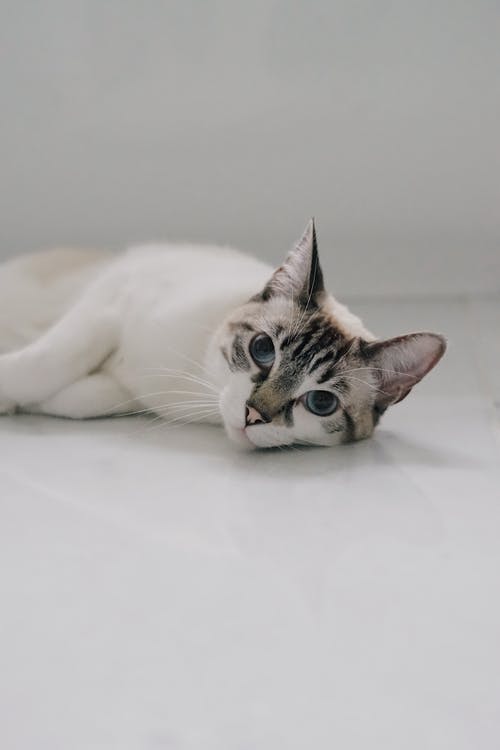 有关动物, 可爱, 可爱的的免费素材图片