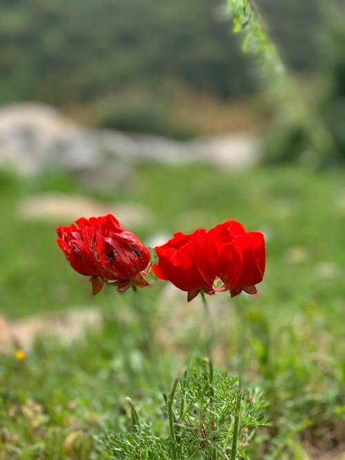 在绿色草地上的红色花 · 免费素材图片