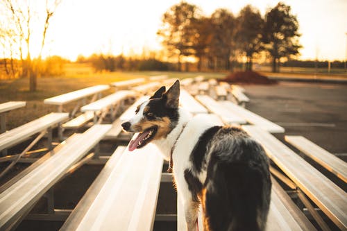 有关动物, 可爱, 可爱的的免费素材图片
